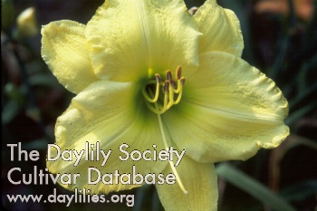 Daylily Golden Mint